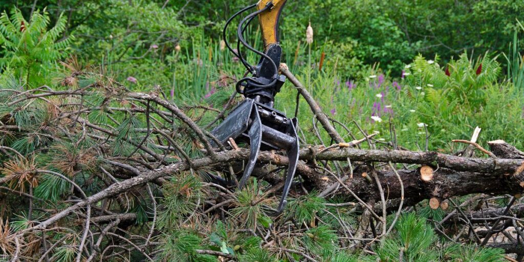 Professional Tree Trimming Near Me